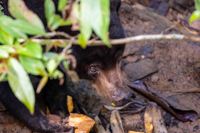 Επίσκεψη στο κέντρο αποκατάσταση μαλαισιανής αρκούδας