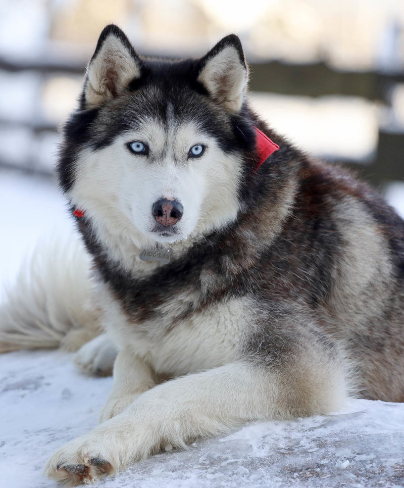 Γνωριμία με τα υπέροχα χάσκυ 