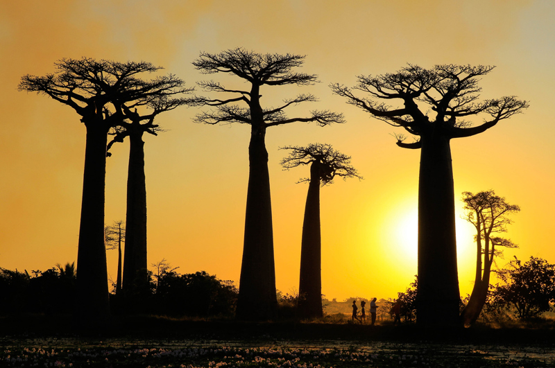 Ηλιοβασίλεμα στην λεωφόρο των Μπαομπάμπ