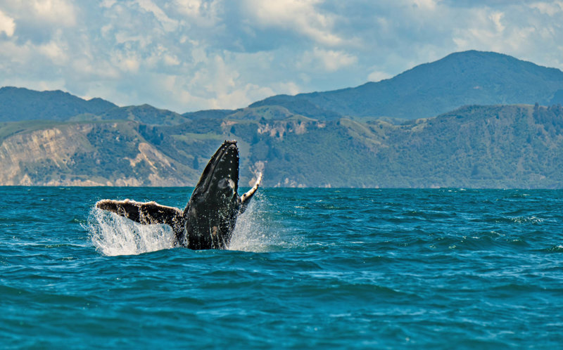 Καϊκούρα, Κρουαζιέρα για παρατήρηση φαλαινών