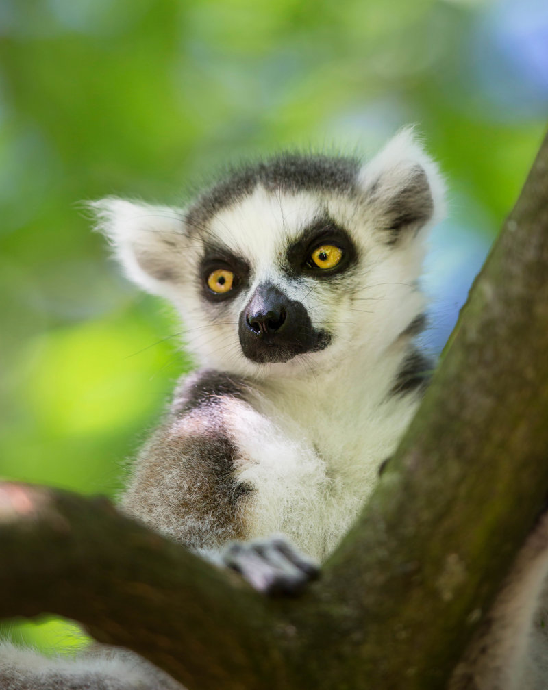 Διανυκτέρευση στο Δάσος βροχής Περινέ
