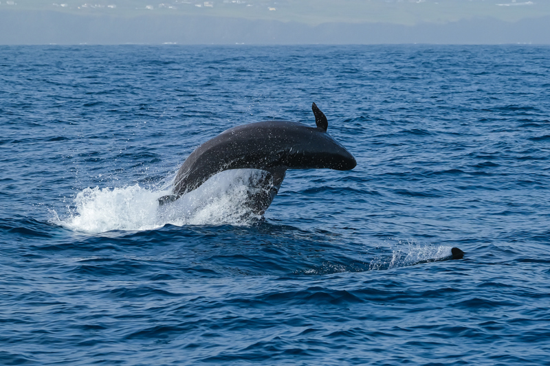 ΠΟΝΤΑ ΝΤΕΛΓΚΑΔΑ: Παρατήρηση Φαλαινών και Δελφινιών στον Ατλαντικό