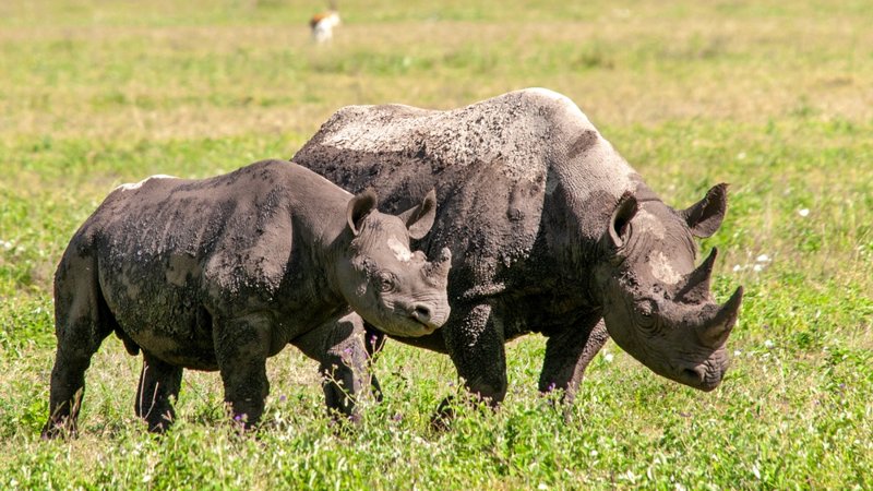 Ο σπάνιος μαύρος ρινόκερος 