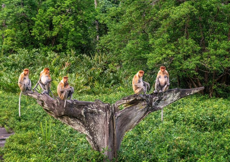 Περιήγηση στο Σεπιλόκ