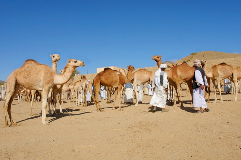 Αγορά Ζώων στην Κερέν
