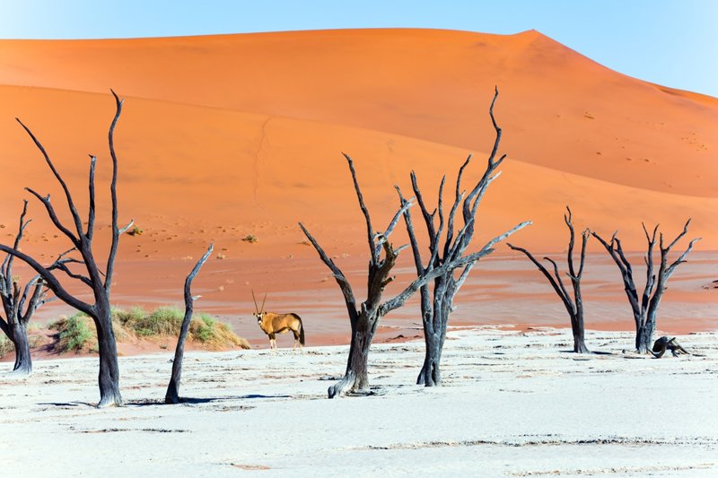 Η Νεκρή Όαση