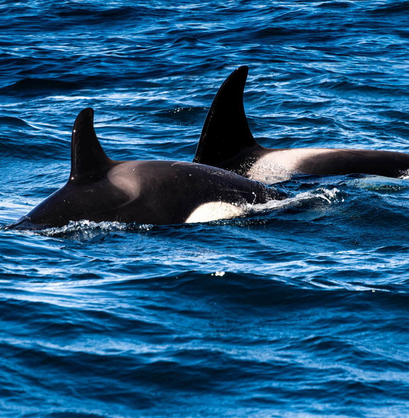 Παρατήρηση φαλαινών