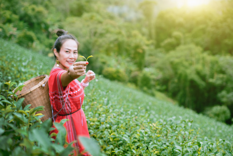 Φυτείες τσαγιού