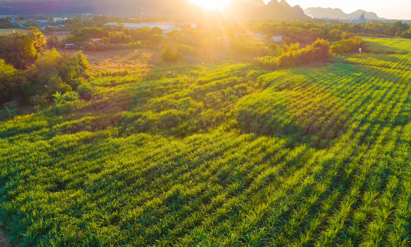 Eπίσκεψη στη φυτεία Κιλοάνα