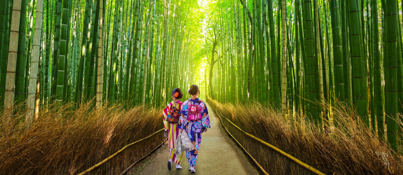 ΚΙΟΤΟ (2η ξενάγηση) – ΔΑΣΟΣ ΑΠΟ ΜΠΑΜΠΟΥ – ΟΣΑΚΑ