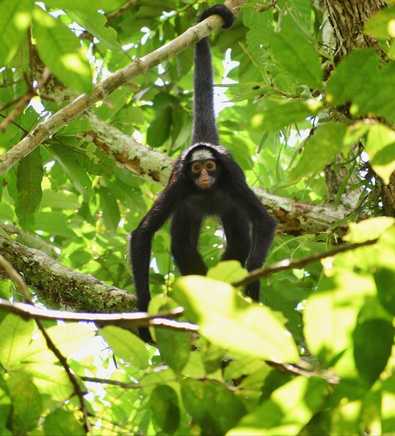 Πληθώρα δραστηριοτήτων στη ζούγκλα του Αμαζονίου! 