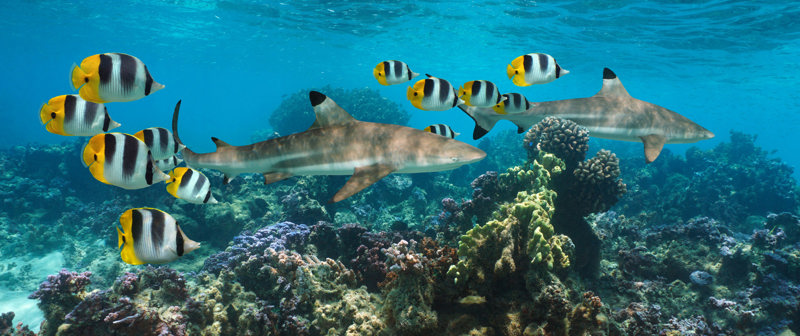 Τάισμα καρχαριών στη Μπόρα Μπόρα 