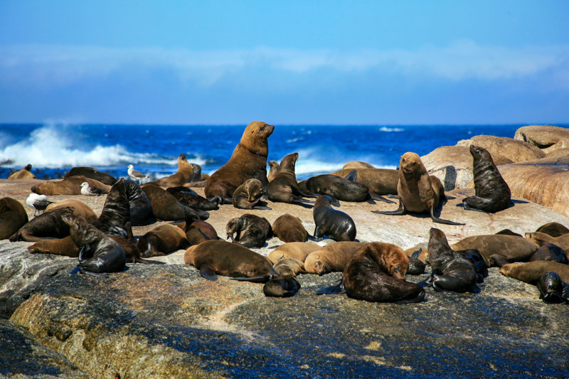 ΚΕΪΠ ΤΑΟΥΝ: Νησί Ντούικερ/Φώκιες, Ακρωτήριο Καλής Ελπίδας & Μπούλντερ