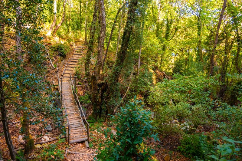 Πεζοπορία στο ελατόδασος 