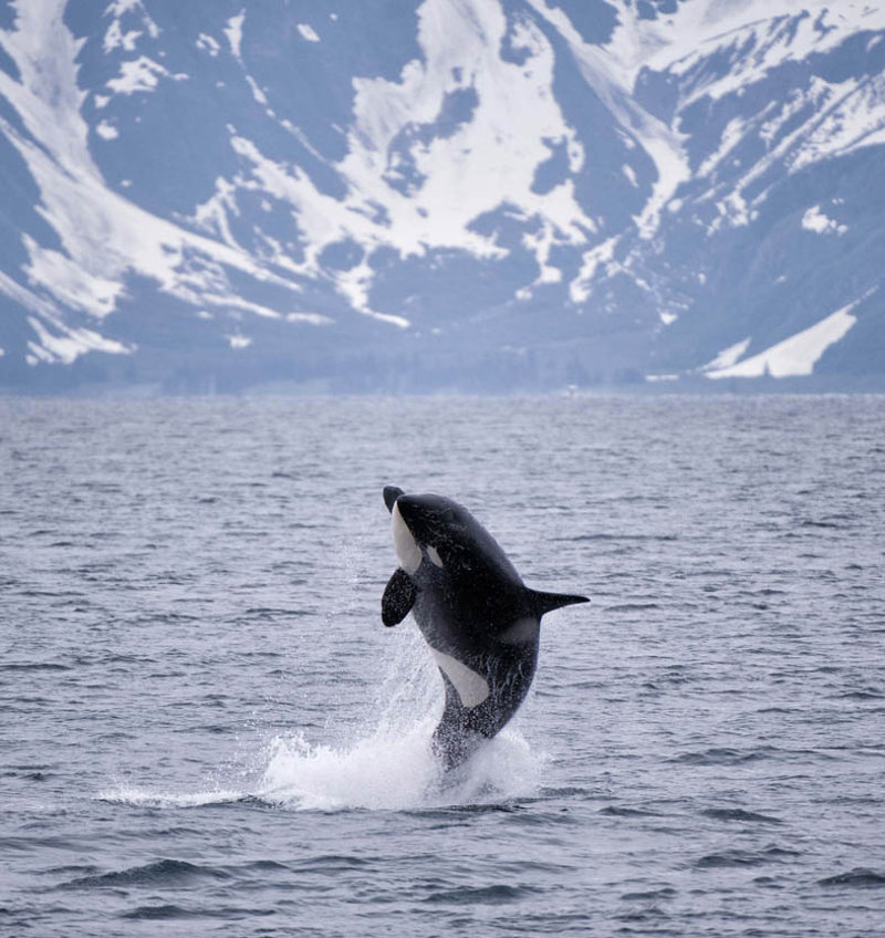  Κρουαζιέρα παρατήρησης φαλαινών 