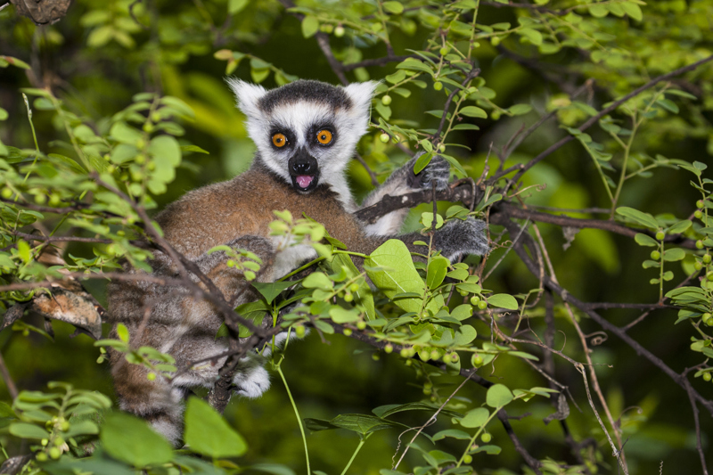 Το πάρκο Άντζα 