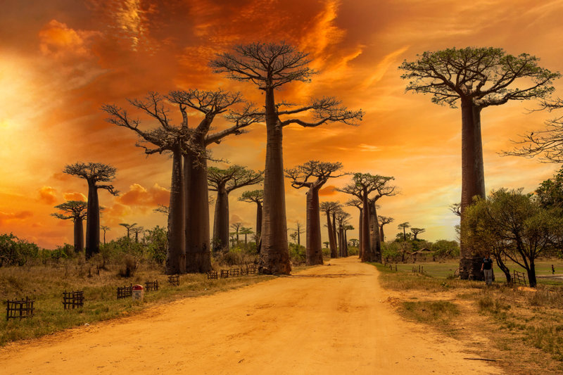 Ηλιοβασίλεμα στη Λεωφόρο των Μπαομπάμπ