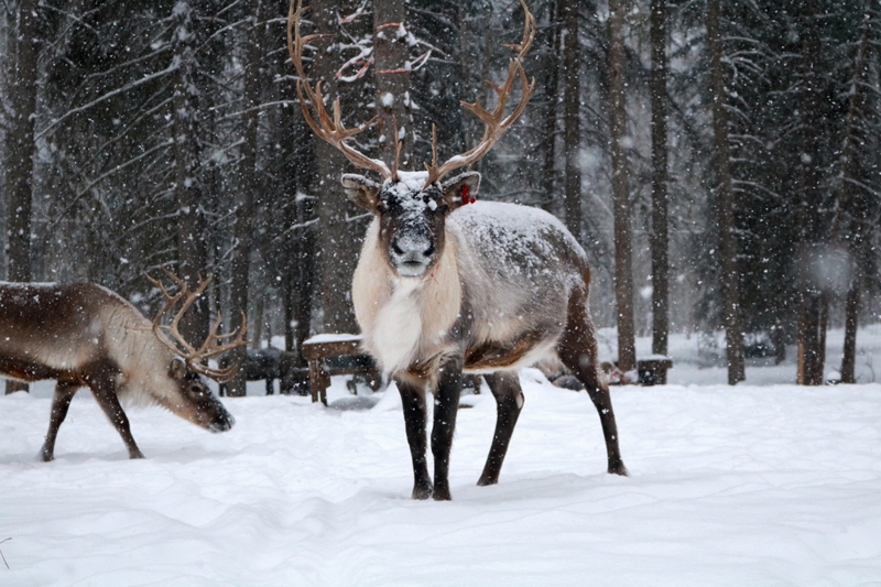 Σιούαρντ - Άνκορατζ - πτήση επιστροφής 