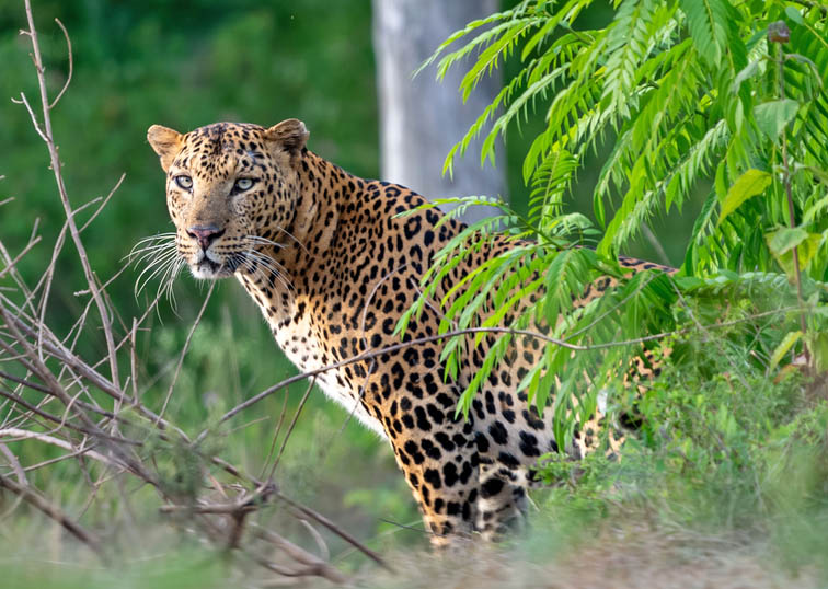 Eθνικός δρυμός Γιάλα