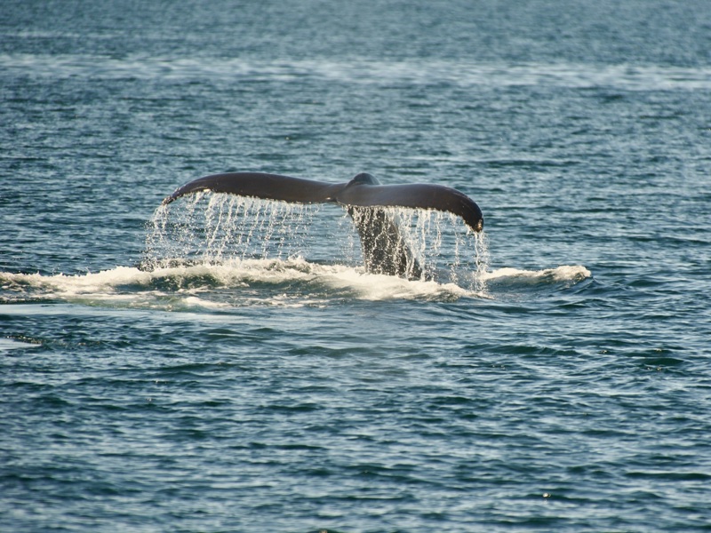 ΡΕΪΚΙΑΒΙΚ (περιήγηση) – ΧΟΦΝ: Κυνήγι Βόρειου Σέλαος
