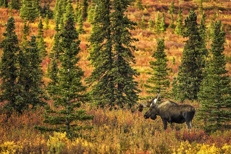 Θα διασχίσουμε το Εθνικό Πάρκο Ντενάλι 