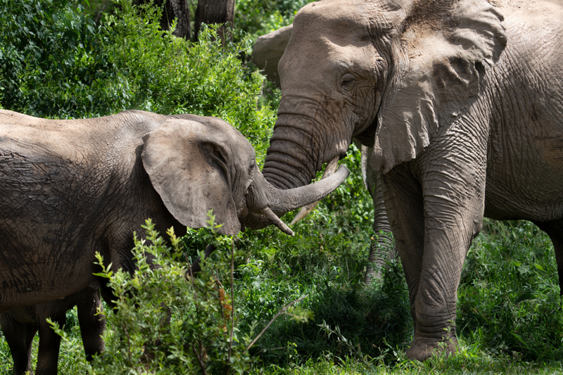 ΛΙΜΝΗ ΜΑΝΙΑΡΑ – ΑΡΟΥΣΑ – πτήση για ΖΑΝΖΙΒΑΡΗ