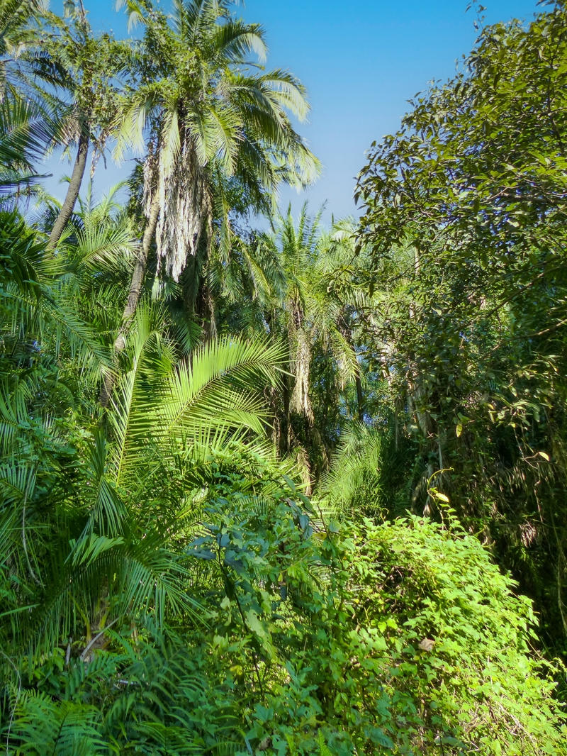 Tροπικό δάσος Τσιρουντού