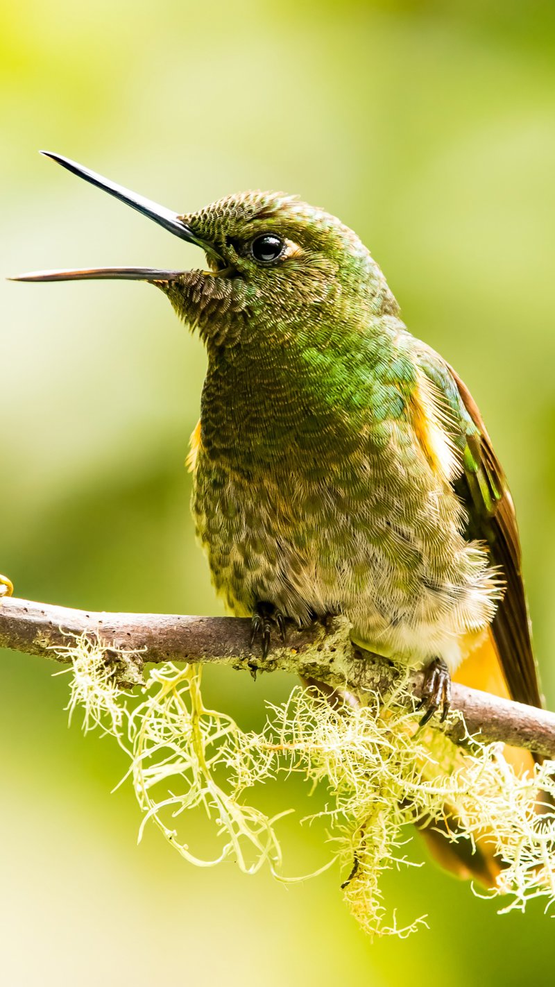 Επίσκεψη στο Δάσος των Νεφών & στο Δάσος της Βροχής!