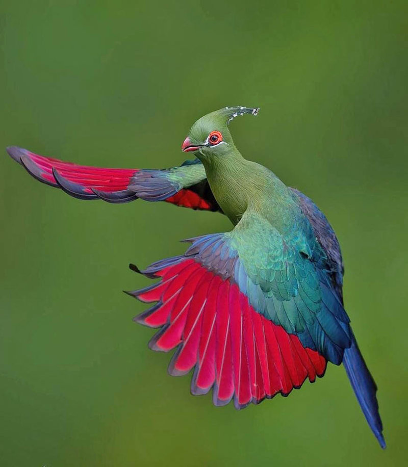 Κάντε birdwatching 