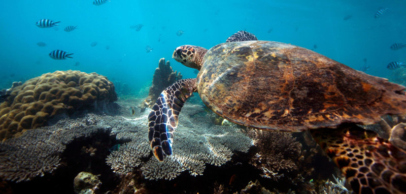 Εξορμήσεις στα νησιά Νόσι Κόμπα και Νόσι Τανικέλι