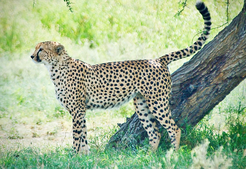 Νγκορονγκόρο, Τανζανία