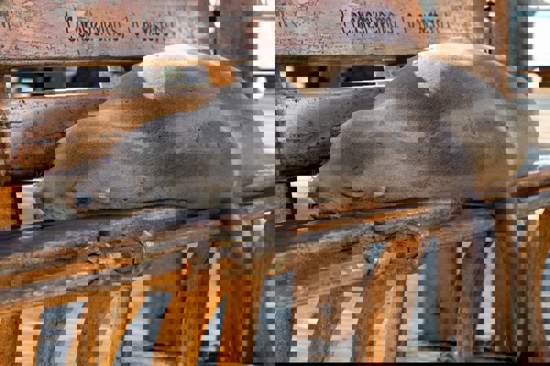 Τα προστατευόμενα ζώα των Γκαλάπαγκος