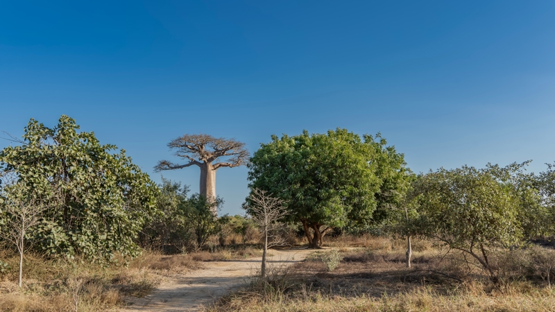 ΜΟΡΟΝΤΑΒΑ - Διαδρομή με 4X4 - Δάσος Κιρίντι - Λεωφόρος των Μπαομπάμπ