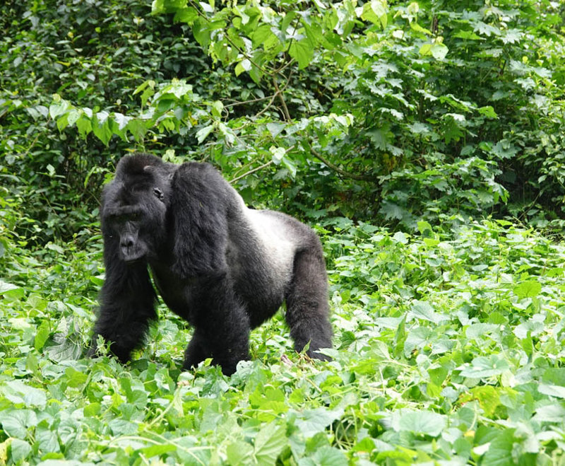 Ουγκάντα – Ρουάντα highlights με Gorilla Safari