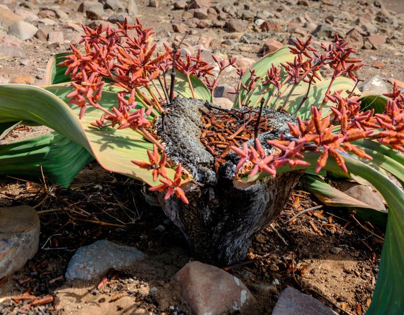 Ανακαλύπτουμε φυσικά θαύματα 