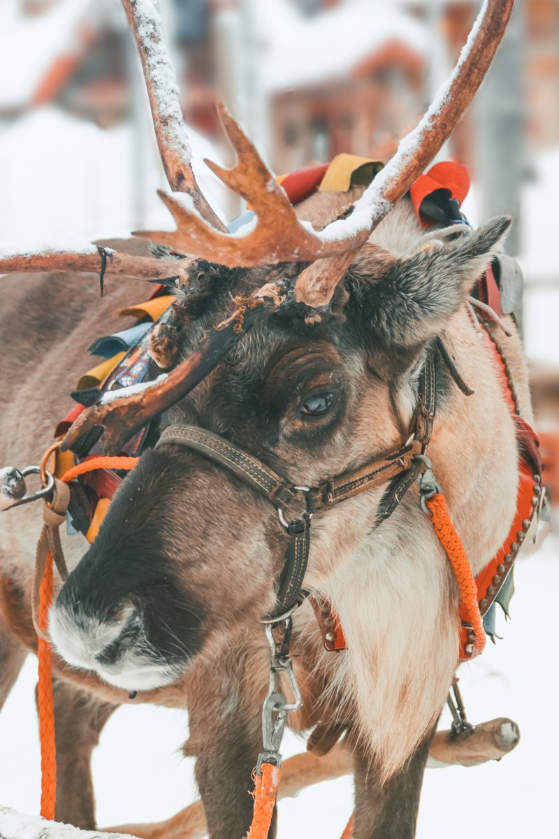 Χριστούγεννα και Πρωτοχρονιά στη Λαπωνία