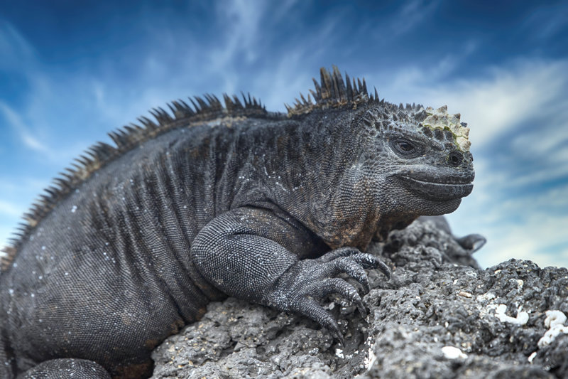 Τα ιγκουάνα 