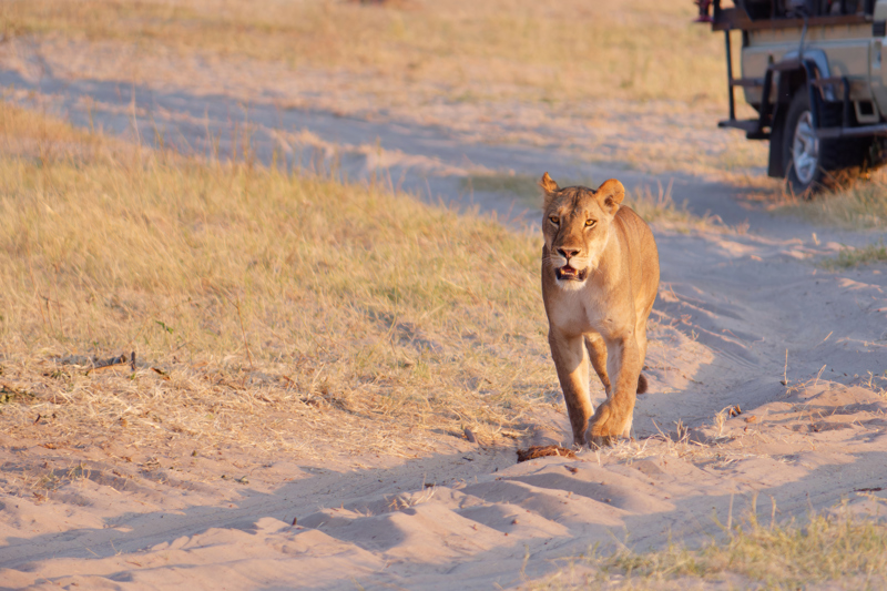 ΚΕΪΠ ΤΑΟΥΝ: Ολοήμερη εκδρομή στο Aquila Private Game Reserve