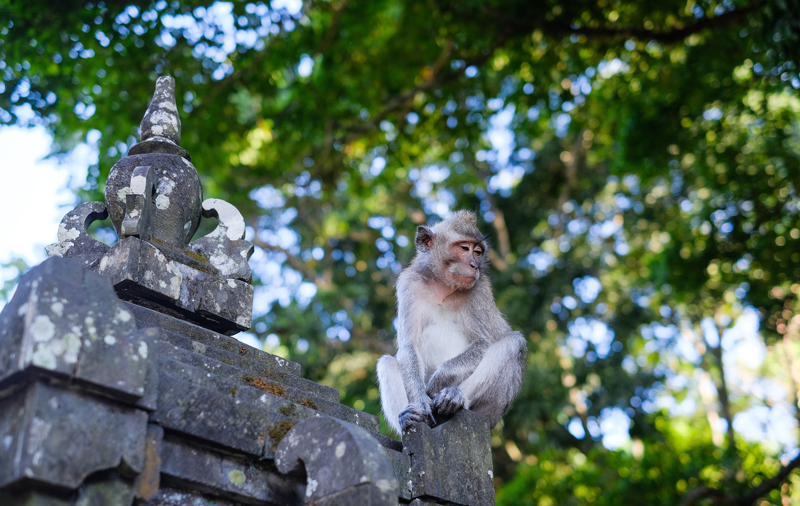 Ανακαλύπτουμε το ιερό δάσος των πιθήκων