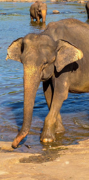 Επίσκεψη σε ορφανοτροφείο ελεφάντων