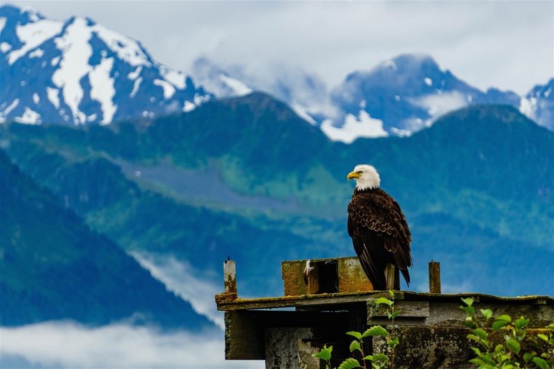 Σίτκα - Birds Bear and Barnacles - Καταφύγιο Αρκούδας -  Νοσοκομείο αρπακτικών πτηνών Alaska Raptor Center