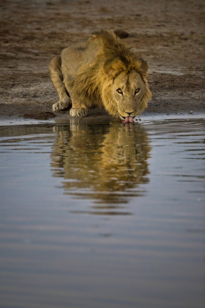 Διπλό σαφάρι στο Εθνικό Πάρκο Τσόμπε
