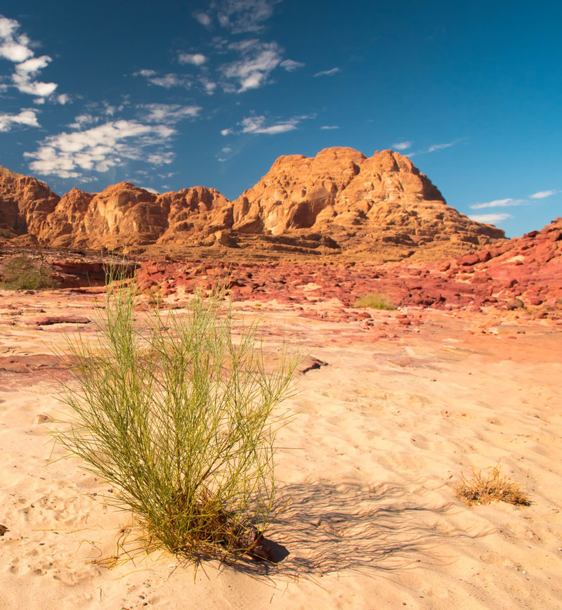 Aνεβείτε στο Όρος Σινά