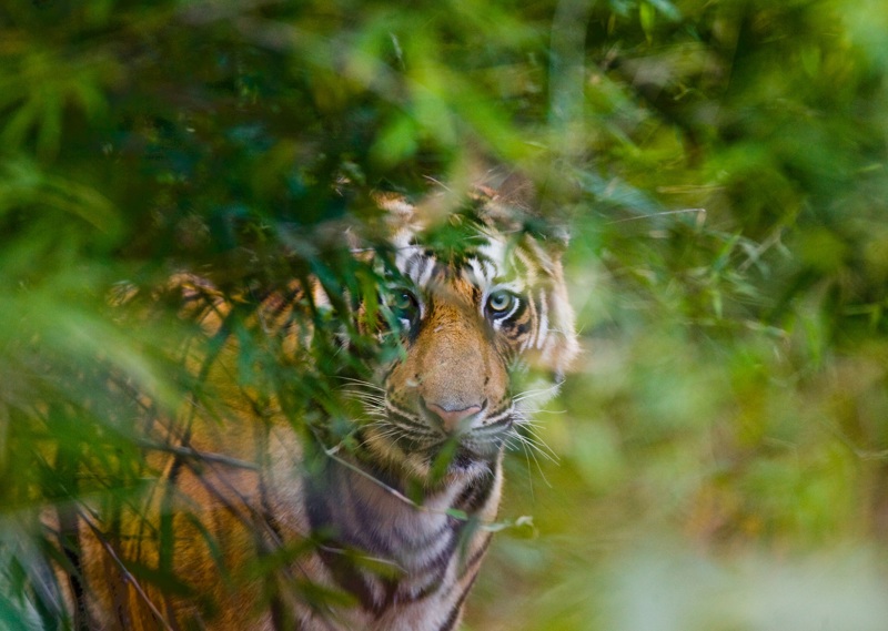 Περιπλάνηση στη ζούγκλα
