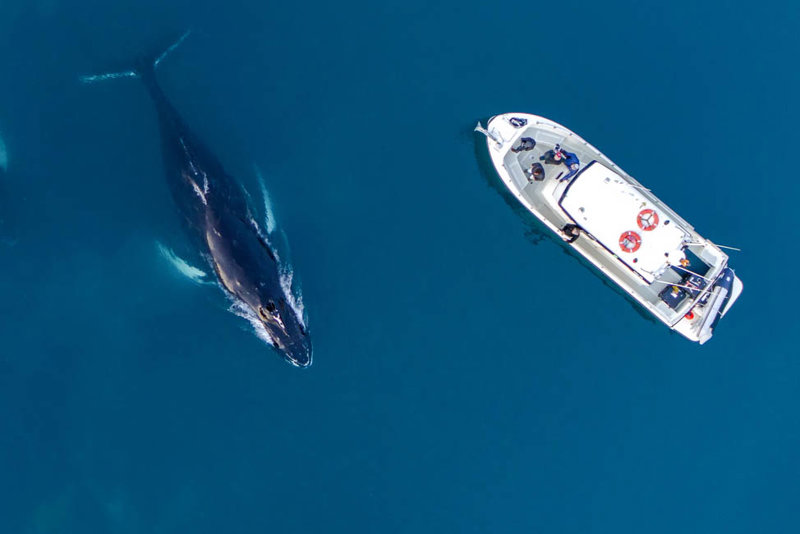 Είδη φαλαινών 