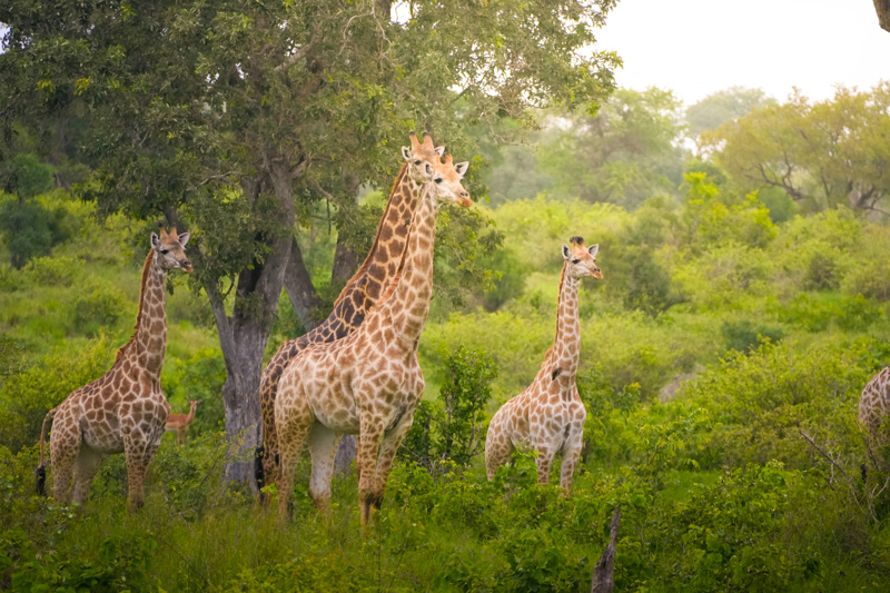 South African giraffe