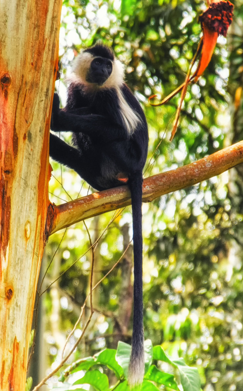 Επίσκεψη στο Εθνικό Πάρκο Nyungwe