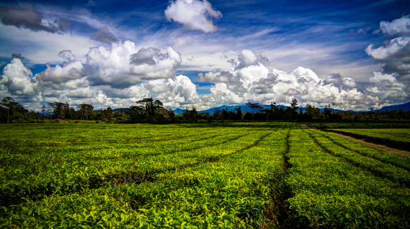 H κοιλάδα Γουογκάι