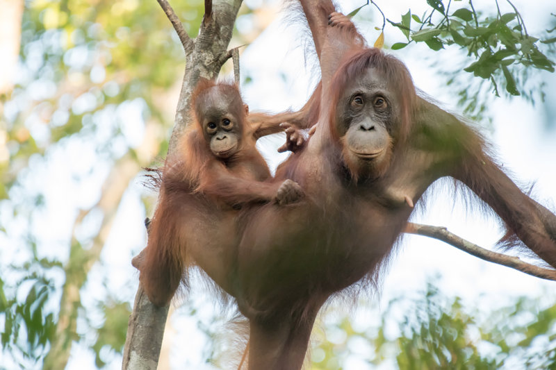 Καταφύγι Tanjung Harapan Βόρνεο 
