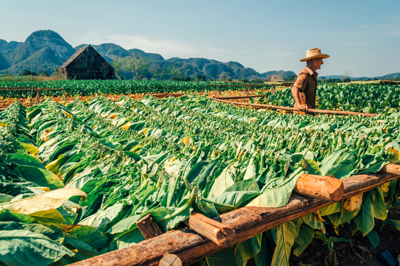 Φυτεία καπνού, Βινιάλες, Κούβα